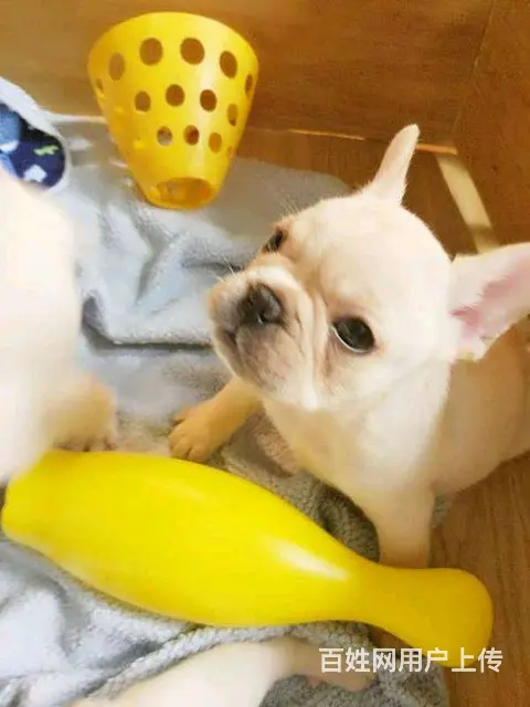 纯种法国斗牛幼犬 黑色白色精品奶油色 赛级血统 品 - 图片 8