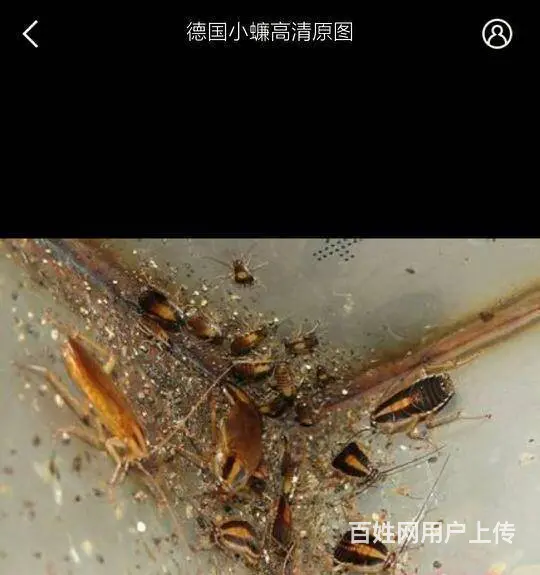 什邡杀虫公司灭老鼠灭蟑螂公司 - 图片 2