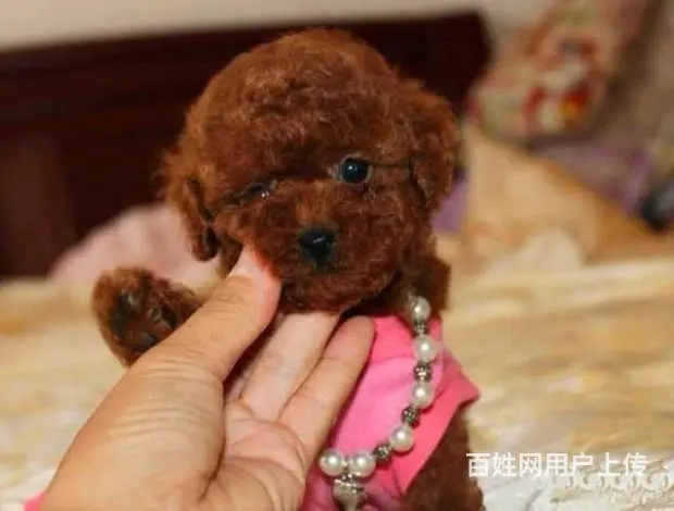 广州纯种贵宾犬价格 狗舍直销 包纯种健康签协议 - 图片 5