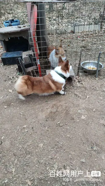出售柯基成母犬 - 图片 2