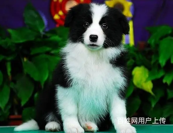 纯种边境牧羊犬哪里可以买到、边境牧羊犬幼犬多少钱一 - 图片 9
