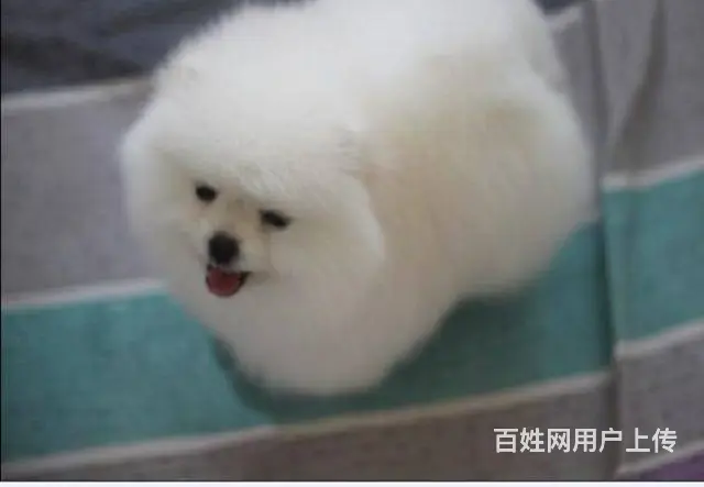 茶杯狗博美俊介犬网红明星俊介同款小口袋体不掉毛的狗 - 图片 1