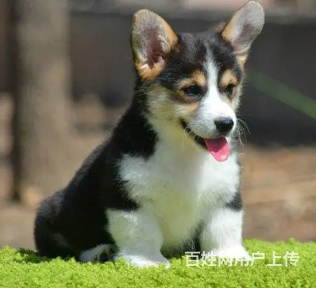 精品威尔士柯基犬出窝 三色柯基犬 纯种健康柯基犬 - 图片 4