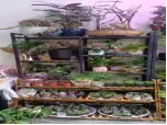 急转让小丑鲜花30平 - 图片 4