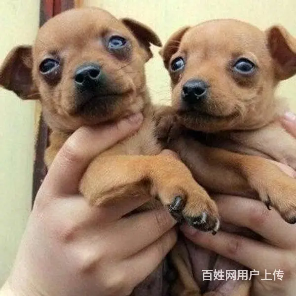 宿迁本地到哪可以买小鹿犬 咨询小鹿犬市场价格 - 图片 6