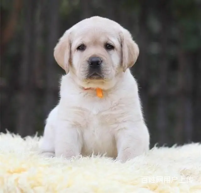 拉布拉多犬幼犬价格 小拉拉图片 - 图片 6