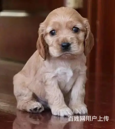纯种可卡幼犬出售 驱虫疫苗已做好 全国送货上门 - 图片 3