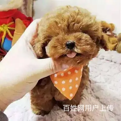 通辽泰迪多少钱一只 泰迪价格 茶杯犬泰迪 泰迪幼犬 - 图片 10