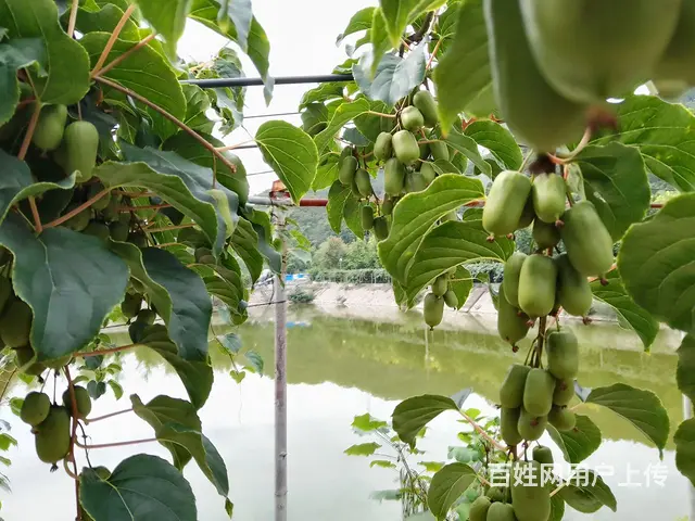 苗圃转让 - 图片 4