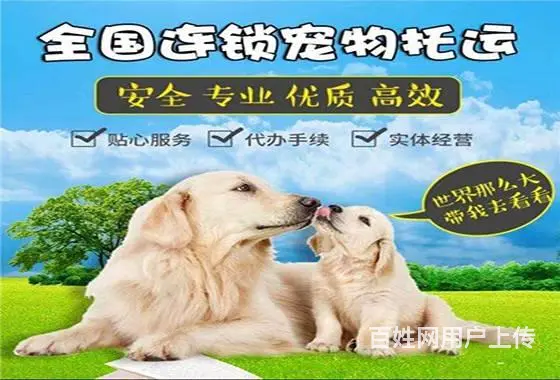 上海宠物托运大概多少钱 - 图片 1