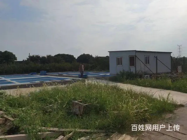 渔匠锦鲤养鲤场批发、零售锦鲤鱼 - 图片 5