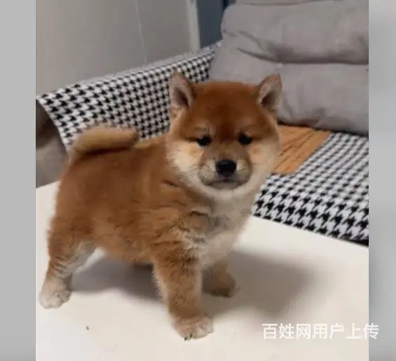 广州雪纳瑞约克夏泰迪比熊博美马尔泰柯基柴犬法斗 - 图片 10