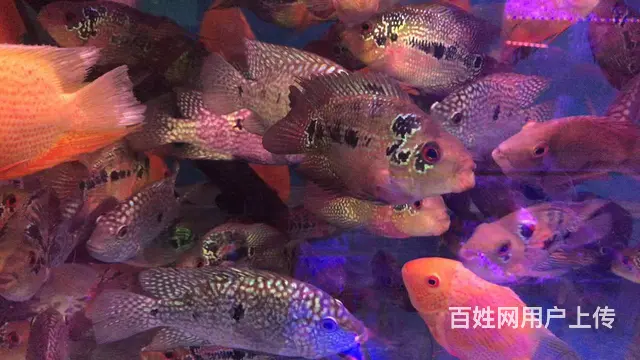 呈贡地区鱼缸清洗维修服务 - 图片 2