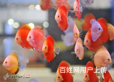 鱼阿姨护理鱼缸 - 图片 7