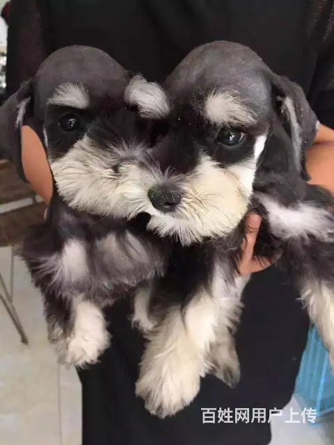 广州哪里买狗有保障 迷你雪纳瑞幼犬 多窝挑选保健康 - 图片 11