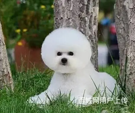 茶杯体比熊幼犬双血统比熊图片精品小体比熊多少钱一只 - 图片 4