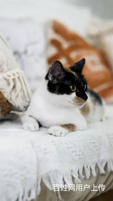 【搞定了！】免费领养日式三花招财猫已经绝育妙三多全有可送猫上 - 图片 3