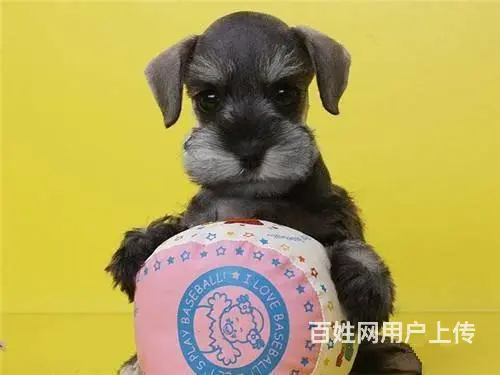 广州宠物狗 迷你雪纳瑞犬 纯种雪纳瑞狗狗幼犬出售 - 图片 9