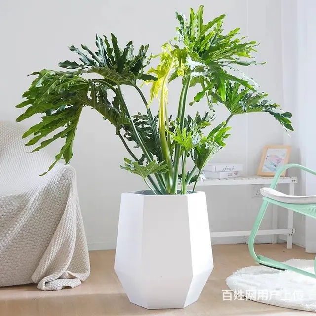企业绿植租赁，办公室绿植，绿植造景 - 图片 3