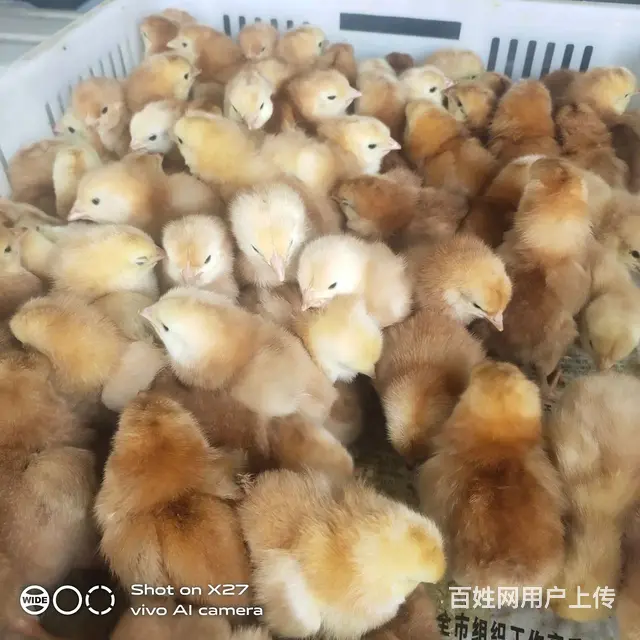 西安鸡苗孵化场 - 图片 1