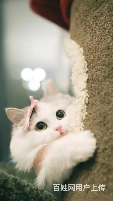 郏县宠物托运（猫狗柴犬）（全国活体运输）一对一上门接 全程视 - 图片 2