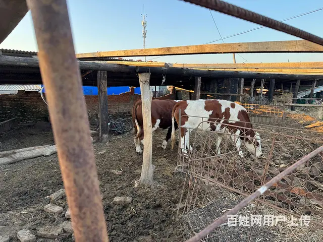 自家养殖牛，西门塔尔 - 图片 2