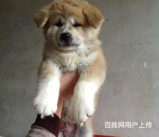 广州买狗首选推荐 正规犬舍 纯种秋田犬多只待售 - 图片 11