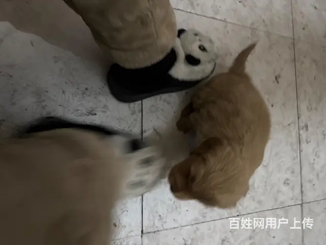 自家养的家里人多没时间喂养所以低价出售有意私聊无意 - 图片 3