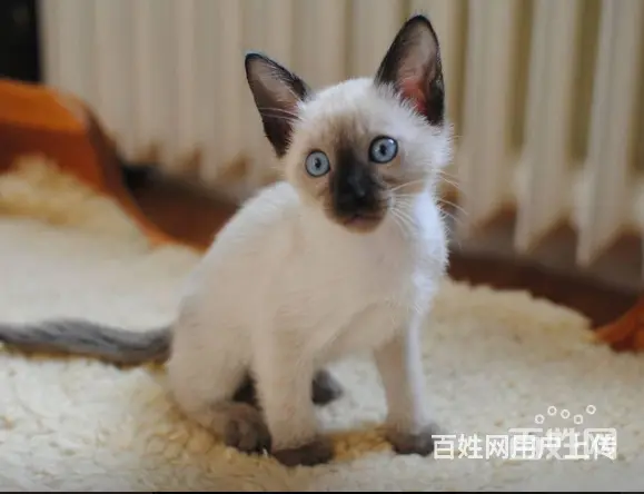 布偶猫多少钱一只_纯种布偶猫一般多少钱一只_布偶猫 - 图片 2