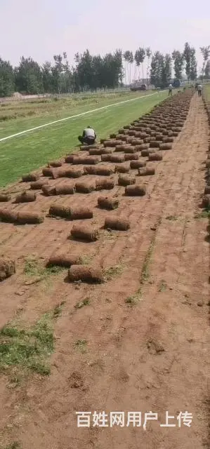 房山草坪基地销售草坪草坪价格 - 图片 10