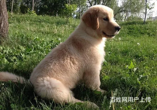 双血统金毛 签合同保纯种保健康 疫苗齐全、公母都有 - 图片 6