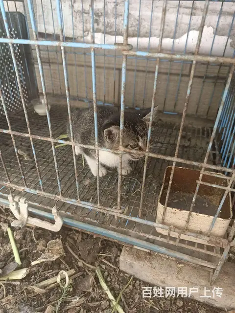 小猫求领养 - 图片 1