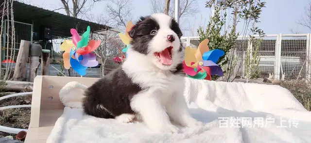 宿迁益帆边境牧羊犬犬舍，共克疫情，平安度过 - 图片 2