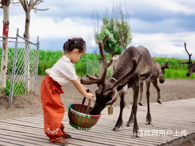 呼伦贝尔满洲里呼伦贝尔旅游租车旅游价格别克商务车 - 图片 3