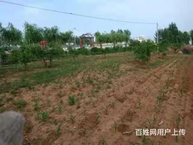 低价出售！急急急！房屋土地5.5亩，枣树梨树 - 图片 3