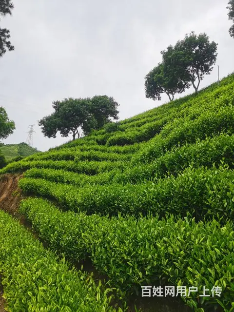 安吉白茶苗 扦头基地 茶苗直销 小戴白茶 - 图片 4