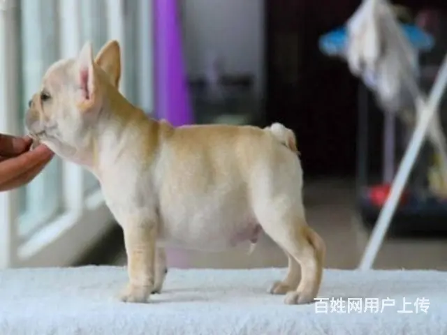 极品法国斗牛犬出售 CKU认证品质 购买保障售后 - 图片 8