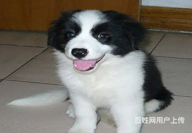 大型犬舍出售各种宠物狗边境幼犬健康质保售后无忧 - 图片 6