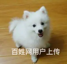银狐犬 纯种银狐 CKU认证血统 保纯保健康 可签 - 图片 10