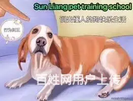 连锁学校训犬有保障，创造训犬训狗客户满意度 - 图片 3