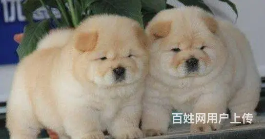 纯种松狮 松狮幼犬多少钱 哪里有卖松狮犬的 - 图片 2