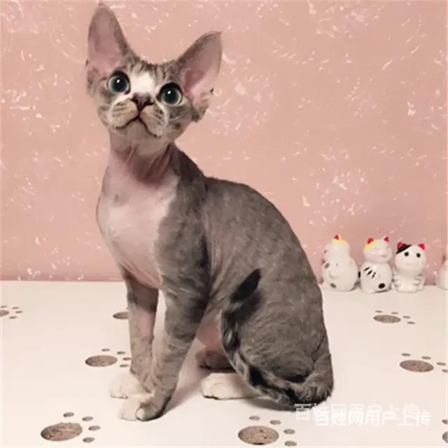 枣庄纯种双血统无毛猫怎么卖 - 图片 7