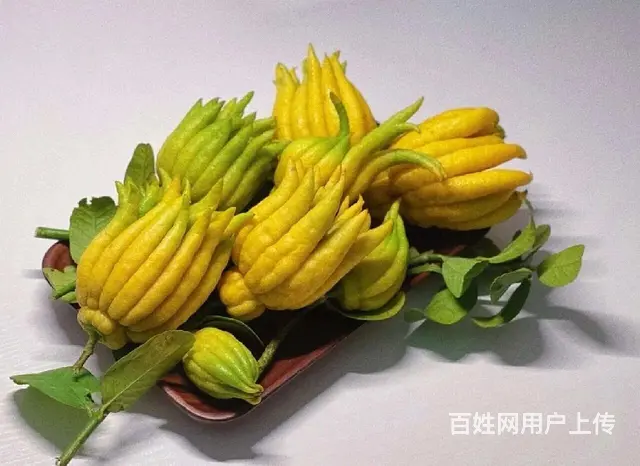 水果批发市场 配送全成都酒店 食堂 学校 单位上门 - 图片 7