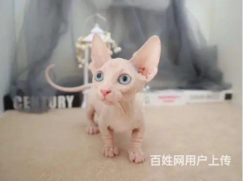 拉萨出售自家繁殖纯种无毛猫 斯芬克斯猫 保健康 - 图片 1
