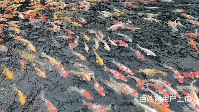 苏州锦鲤鱼金鱼养殖场批发价格多少钱 - 图片 4