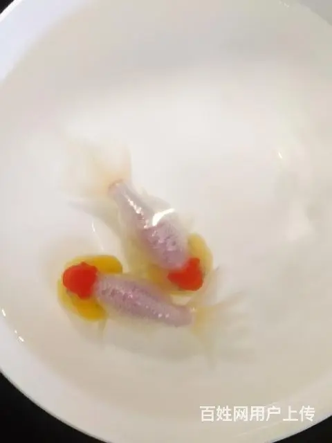 打包正顶红顶虎一对 - 图片 6