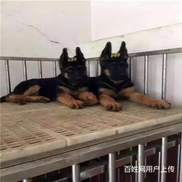 辽阳德牧价格_多少钱一只|德牧图片|德牧 - 图片 8
