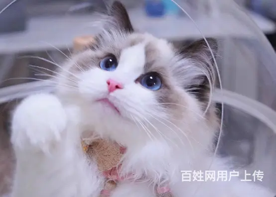 布偶猫多少钱一只 布偶猫肠胃好吗 图片价位 - 图片 1