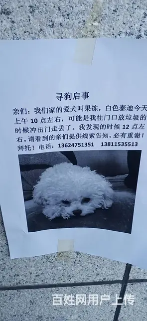 寻找凯利国际小区丢失白色泰迪 - 图片