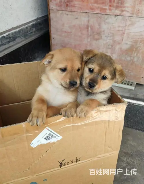 家养柴犬小狗出售，有需要的朋友与我联系。2个月 - 图片 1